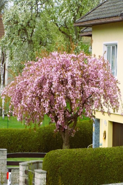 Сакура дрібнопильчаста Кіку-Шідаре – розкішна крона на штамбі